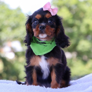 Cavalier King Charles Spaniel Puppy Galaxy