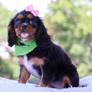 Cavalier King Charles Spaniel Puppy Galaxy
