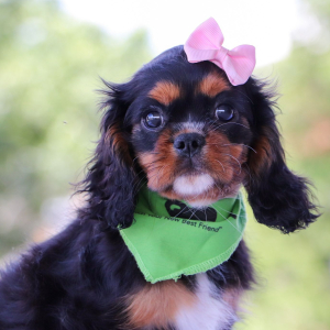 Cavalier King Charles Spaniel Puppy Galaxy