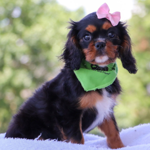Cavalier King Charles Spaniel Puppy Galaxy
