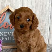 Cockapoo Puppy Crystal