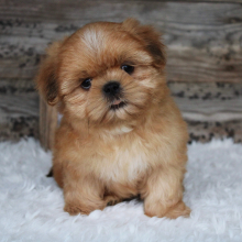Shih Tzu Puppy Butters
