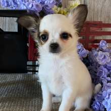 Chihuahua Puppy Benson