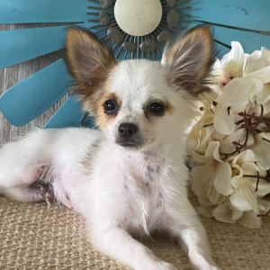 Chihuahua Puppy Benson