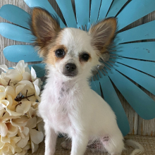 Chihuahua Puppy Benson