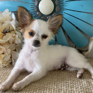Chihuahua Puppy Benson