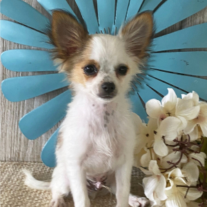 Chihuahua Puppy Benson