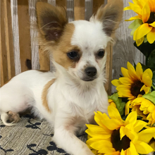 Chihuahua Puppy Benson