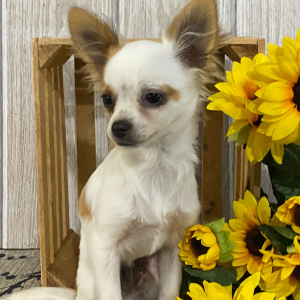 Chihuahua Puppy Benson