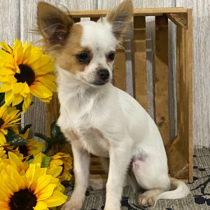 Chihuahua Puppy Benson
