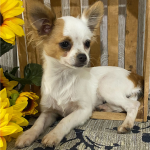 Chihuahua Puppy Benson