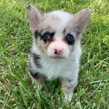 Pembroke Welsh Corgi Puppy Blue Pearl