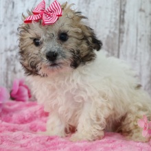 Bichonpoo Puppy Jenny