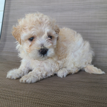 Maltipoo Puppy Kassy