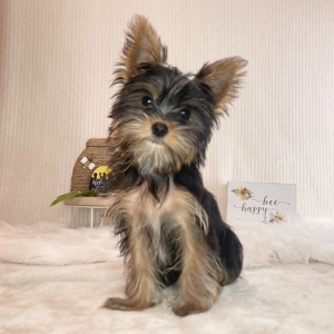 Yorkshire Terrier Puppy Drew