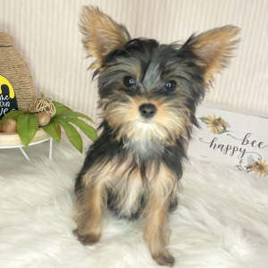 Yorkshire Terrier Puppy Drew
