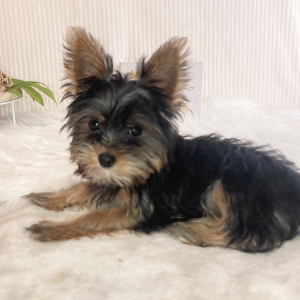 Yorkshire Terrier Puppy Drew