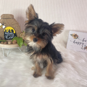 Yorkshire Terrier Puppy Drew
