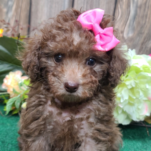 Poodle Puppy Cocoa