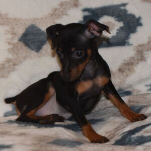 Miniature Pinscher Puppy Bentley