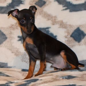 Miniature Pinscher Puppy Bentley