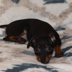 Miniature Pinscher Puppy Bentley