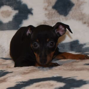 Miniature Pinscher Puppy Bentley