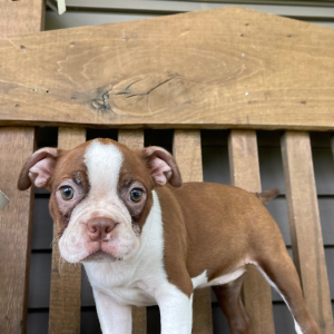 Boston Terrier Puppy Cara