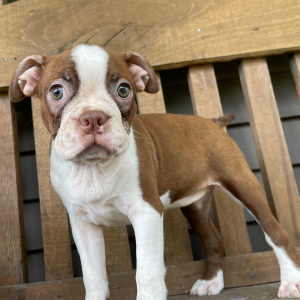 Boston Terrier Puppy Cara