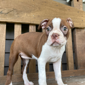 Boston Terrier Puppy Cara