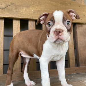 Boston Terrier Puppy Cara