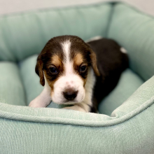 Beagle Puppy Juno