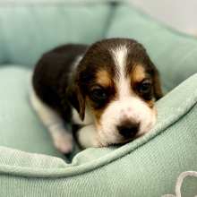 Beagle Puppy Juno