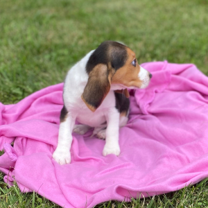 Beagle Puppy Juno