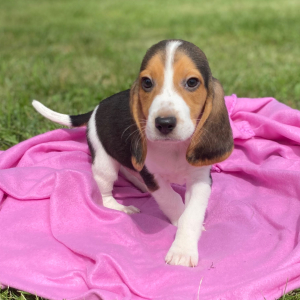 Beagle Puppy Juno