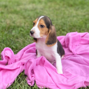 Beagle Puppy Juno