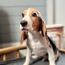 Beagle Puppy Juno