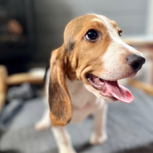 Beagle Puppy Juno