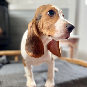 Beagle Puppy Juno