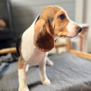 Beagle Puppy Juno