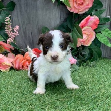 Havanese Puppy Peaches