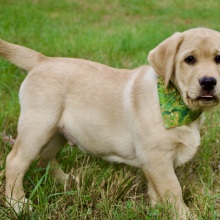 Labrador Retriever Puppy Ryder