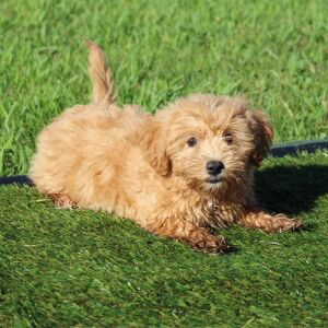 Havapoo Puppy Baxter