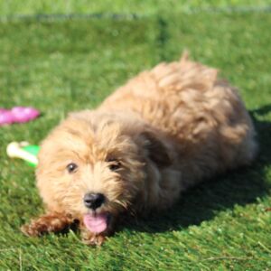 Havapoo Puppy Baxter