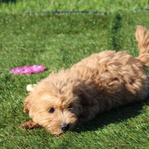 Havapoo Puppy Baxter