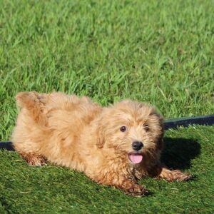 Havapoo Puppy Baxter