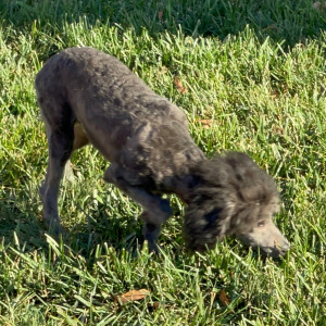 Poodle Puppy Bolt