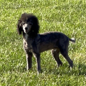 Poodle Puppy Bolt