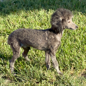 Poodle Puppy Bolt