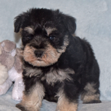 Miniature Schnauzer Puppy Sawyer